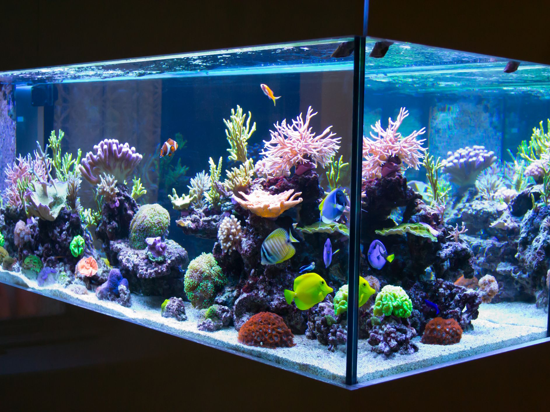 Points to remember when buying aquarium for keeping